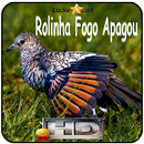 Canto de Rolinha Fogo Apagou aplikacja