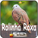 Canto de Rolinha Roxa APK