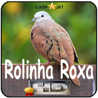 Canto de Rolinha Roxa أيقونة