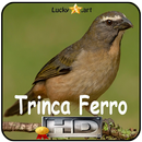 Canto de Trinca Ferro APK