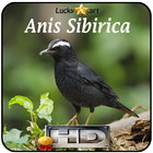 Anis Sibirica Top-icoon