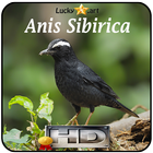 Anis Sibirica Top icon