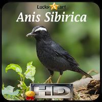 Anis Sibirica Top poster