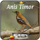 Icona Anis Timor Top