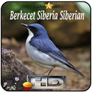 Berkecet Siberia Siberian Top APK