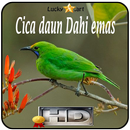 Cica daun Dahi emas Top APK