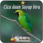 Cica daun Sayap biru Top アイコン