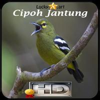 Cipoh Jantung Top скриншот 2