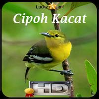 Cipoh Kacat Top imagem de tela 1