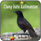 Ciung batu Kalimantan Top 圖標