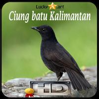 Ciung batu Kalimantan Top الملصق