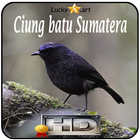 Ciung batu Sumatera Top アイコン