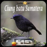 Ciung batu Sumatera Top ポスター