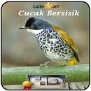 Cucak Bersisik Top APK