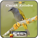 Cucak Kelabu Top APK