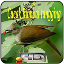 Cucak Rumbai tungging Top APK