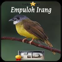 Empuloh Irang Top ポスター