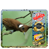 Masteran Cililin Mini For Android Apk Download