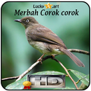 Merbah Corok corok Top APK