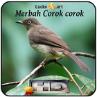 Merbah Corok corok Top icône
