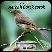 Merbah Corok corok Top Affiche