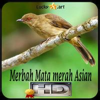 Merbah Mata merah Asian Top Affiche