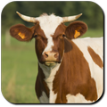 Cow Wallpapers