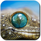 Crocodile Wallpapers أيقونة