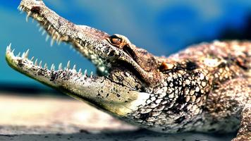 Crocodile Wallpapers تصوير الشاشة 3