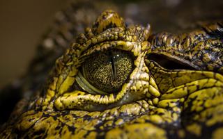 Crocodile Wallpapers الملصق