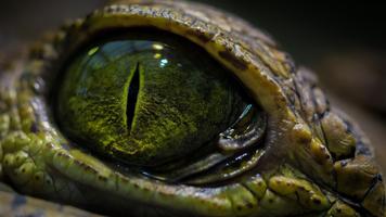 Crocodile Wallpapers تصوير الشاشة 1