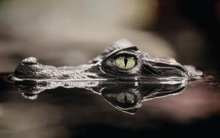 Crocodile Wallpapers تصوير الشاشة 2