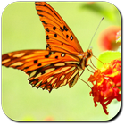 Butterfly Wallpapers simgesi