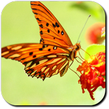 Butterfly Wallpapers আইকন