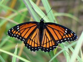 برنامه‌نما Butterfly Wallpapers عکس از صفحه