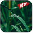 Grass Wallpapers