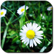 Daisy Wallpapers