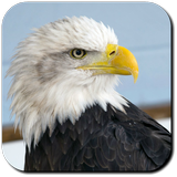 Eagle Wallpapers-icoon