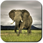 Elephant Wallpapers أيقونة