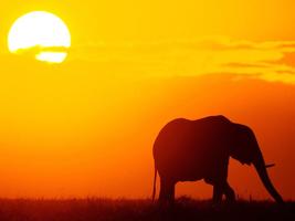 Elephant Wallpapers پوسٹر