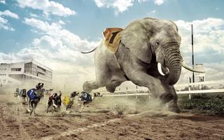 Elephant Wallpapers اسکرین شاٹ 2