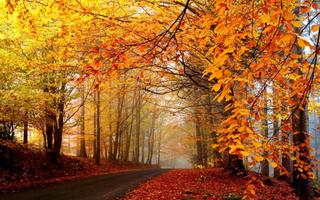 Fall Wallpaper bài đăng