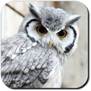 Owl Wallpapers APK