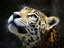 Leopard Wallpapers स्क्रीनशॉट 1