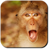 Monkey Wallpapers-icoon