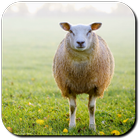 Sheep Wallpapers icon