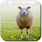 Sheep Wallpapers আইকন