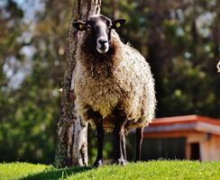 Sheep Wallpapers পোস্টার