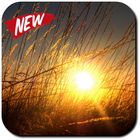 Sun Wallpapers icon