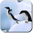 ”Penguin Wallpapers